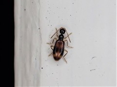 Sapintus pellucidipes