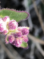 Mirabilis laevis crassifolia