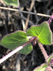 Mirabilis laevis crassifolia