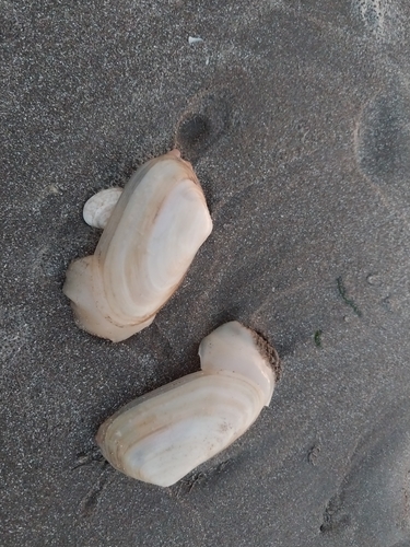 Amarilladesma mactroides