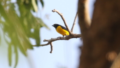 Euphonia trinitatis