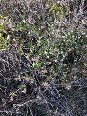 Mirabilis laevis crassifolia