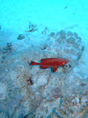 Priacanthus hamrur