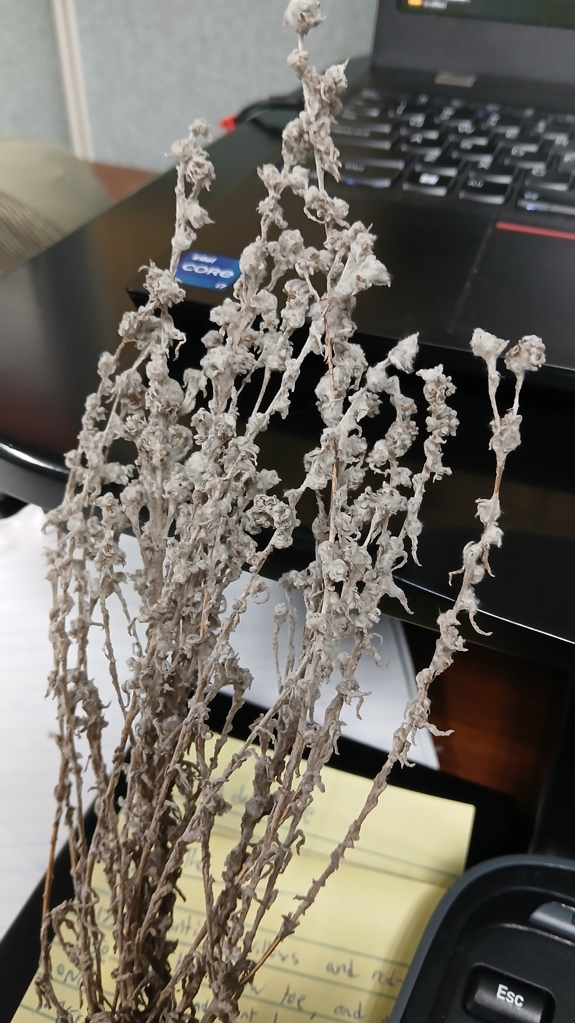 Field cudweed