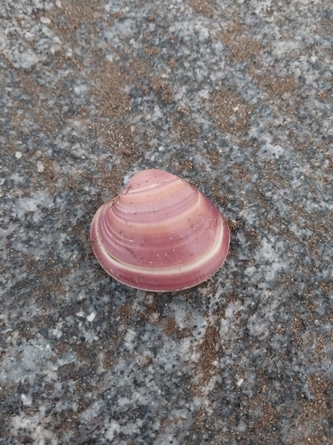 Eucallista purpurata