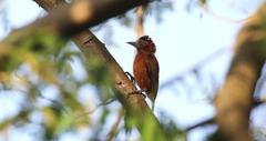 Picumnus cinnamomeus