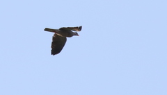 Patagioenas corensis