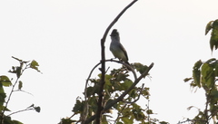 Camptostoma obsoletum