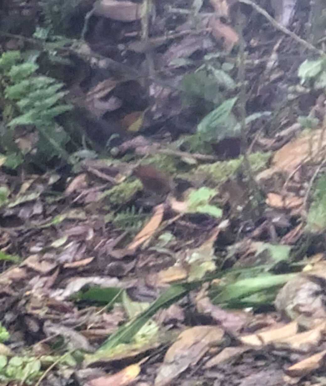 Yellow-breasted Antpitta (Grallaria flavotincta), photo 8