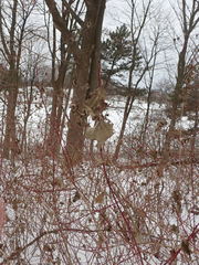 Cornus sericea sericea
