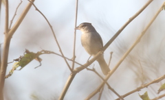 Coryphospingus pileatus