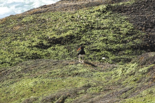 Magellanic Oystercatcher (Haematopus leucopodus), photo 4