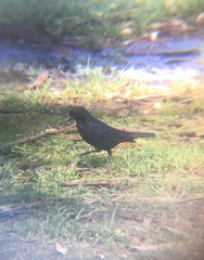 Molothrus bonariensis