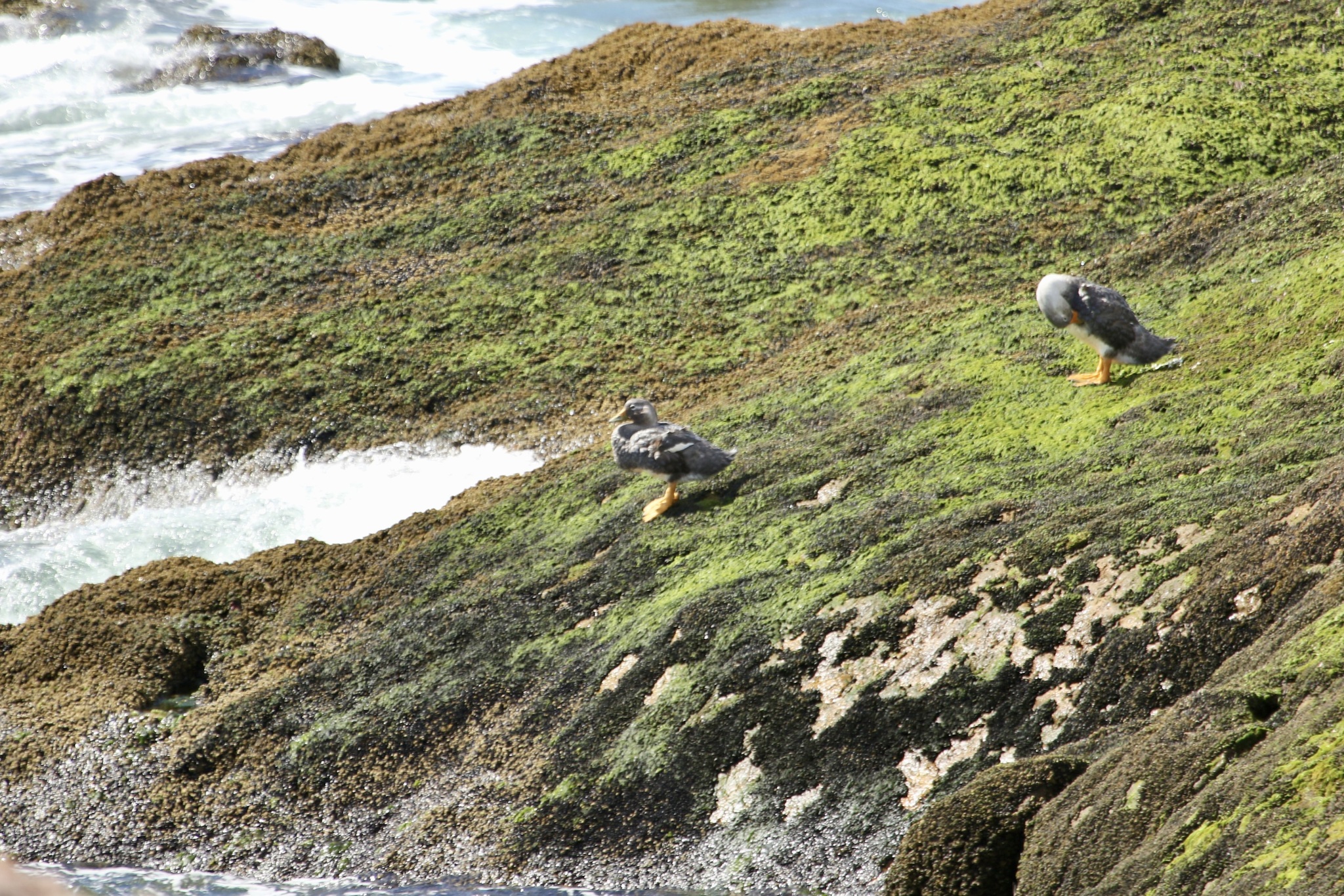 Chubut Steamer Duck (Tachyeres leucocephalus), photo 5