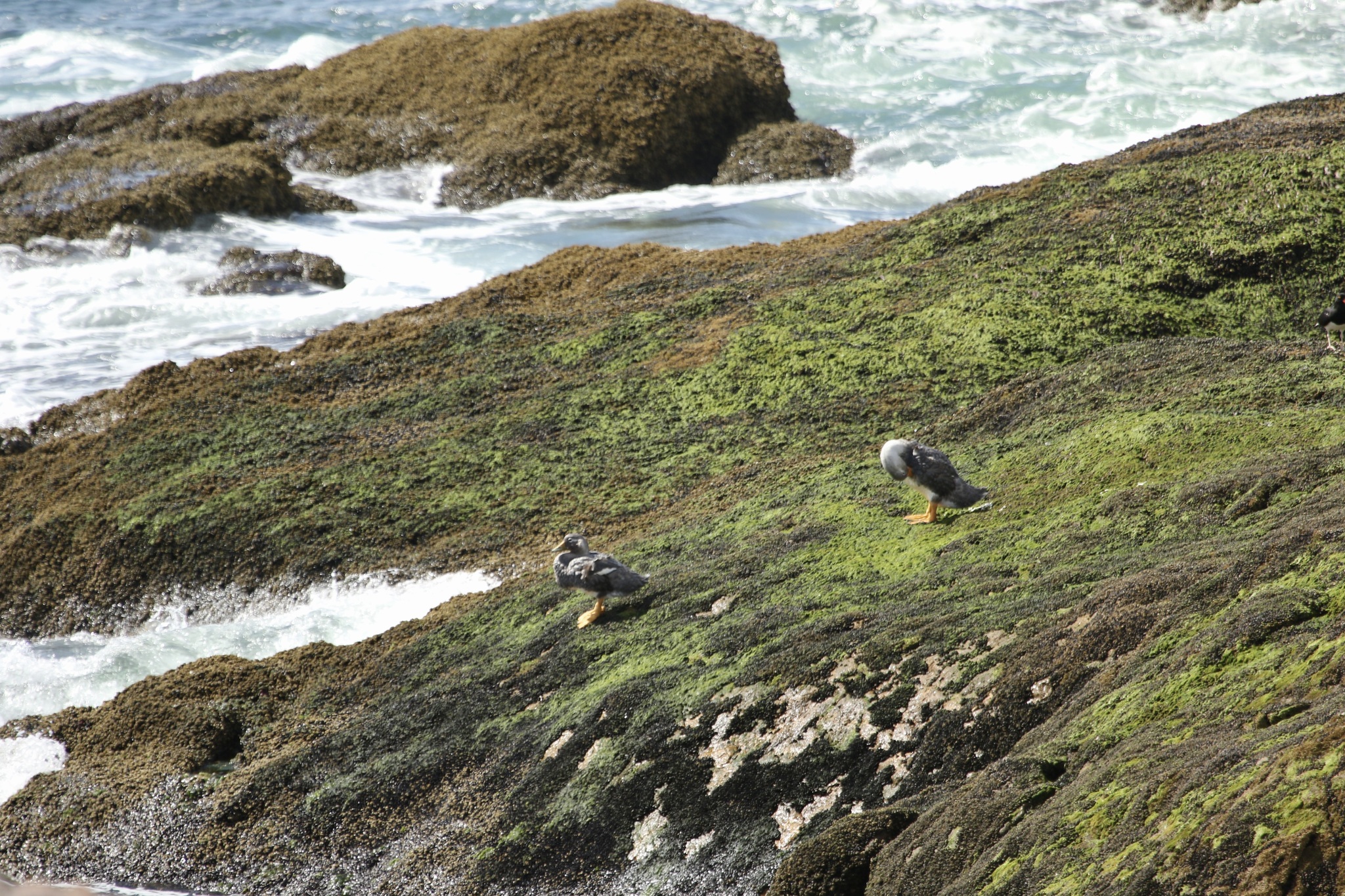 Chubut Steamer Duck (Tachyeres leucocephalus), photo 4