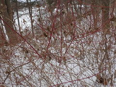 Cornus sericea sericea