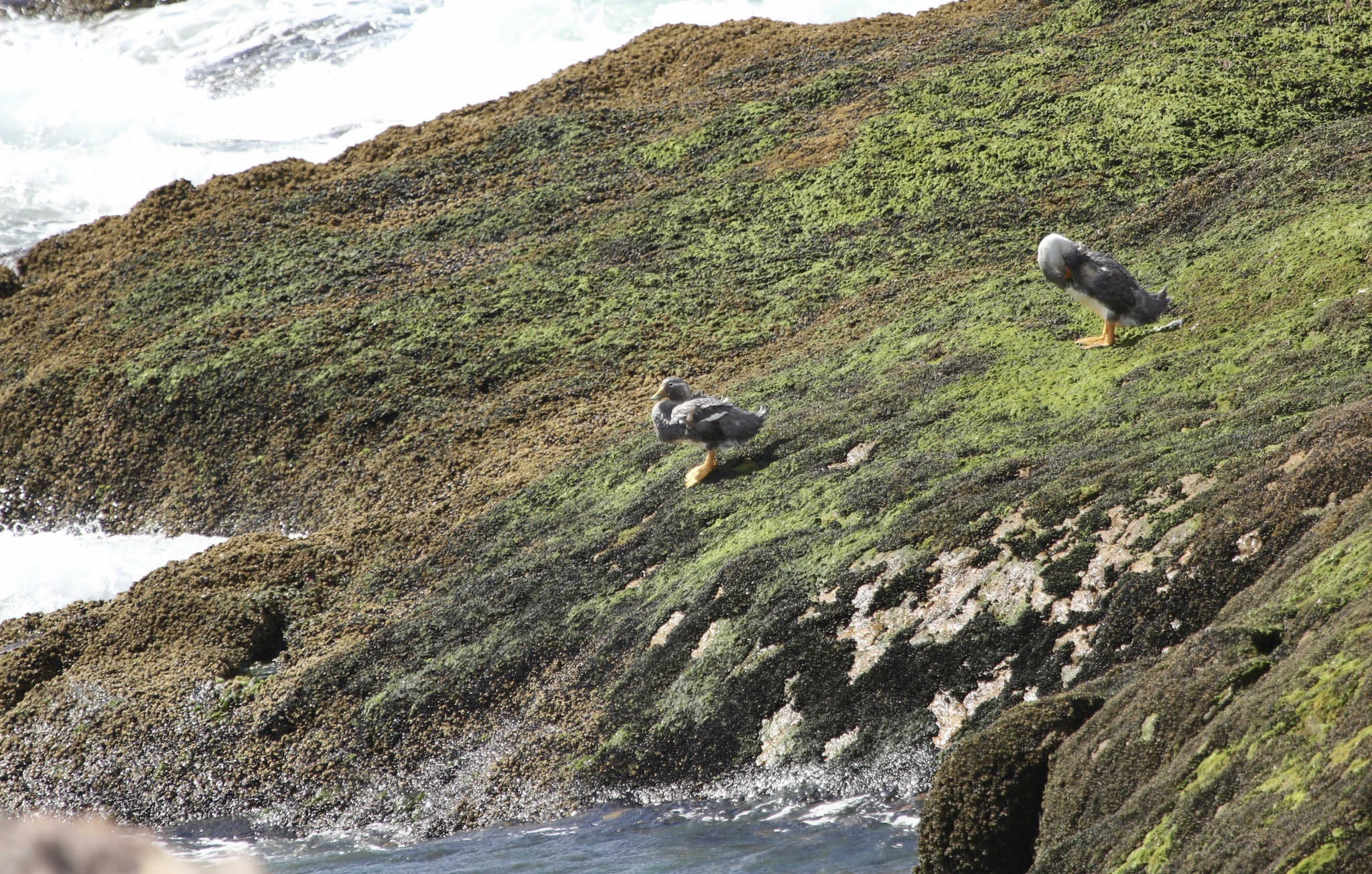 Chubut Steamer Duck (Tachyeres leucocephalus), photo 2