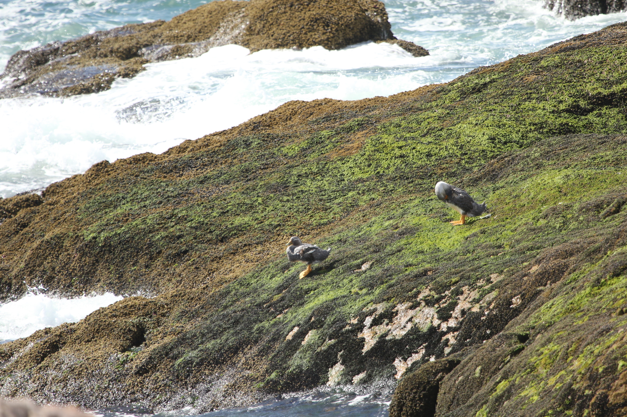 Chubut Steamer Duck (Tachyeres leucocephalus), photo 3