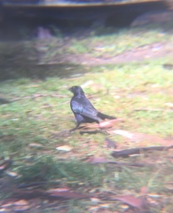 Molothrus bonariensis