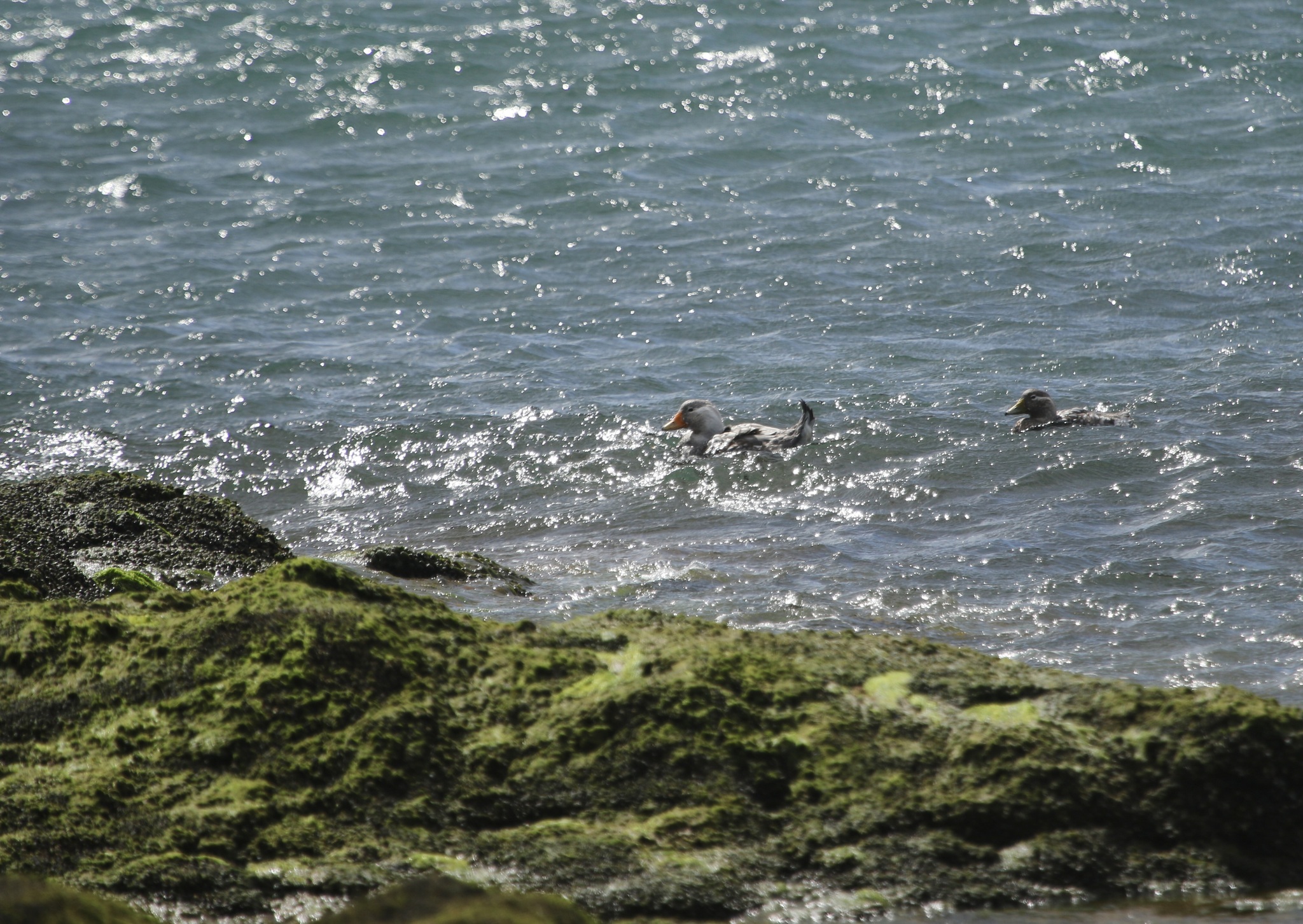Chubut Steamer Duck (Tachyeres leucocephalus), photo 1