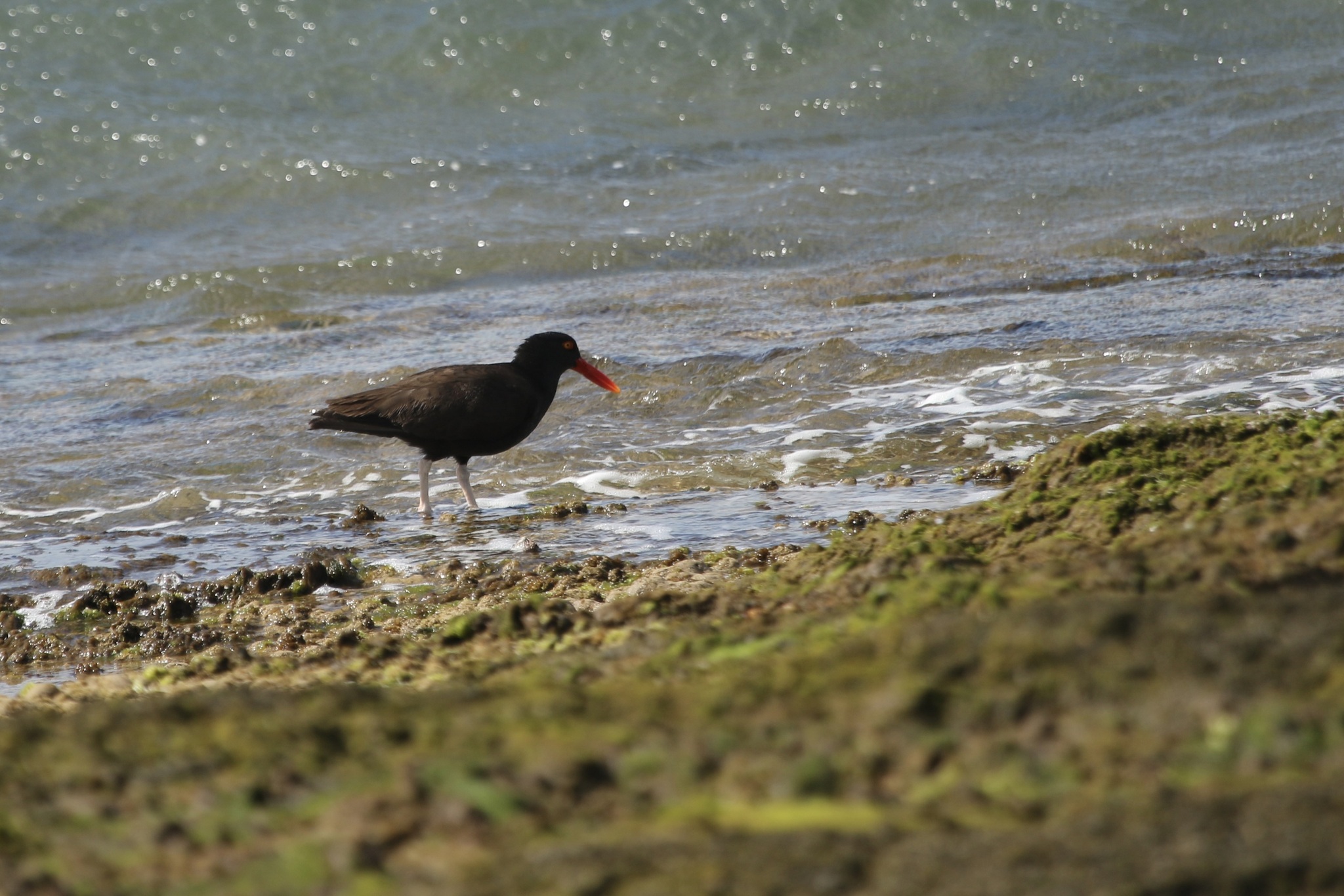 Blackish Oystercatcher (Haematopus ater), photo 7