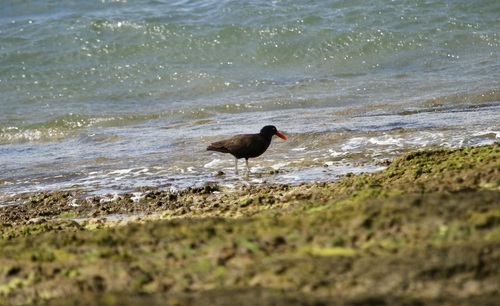 Blackish Oystercatcher (Haematopus ater), photo 6