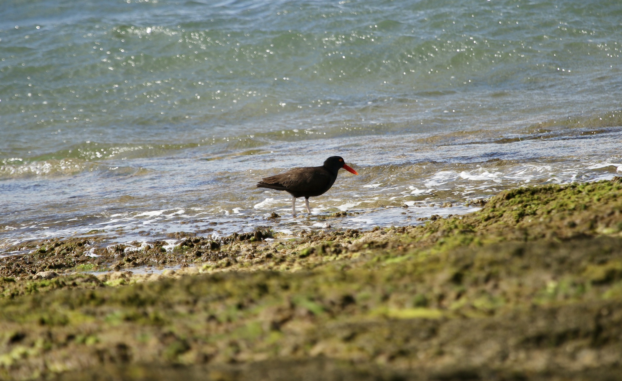 Blackish Oystercatcher (Haematopus ater), photo 6