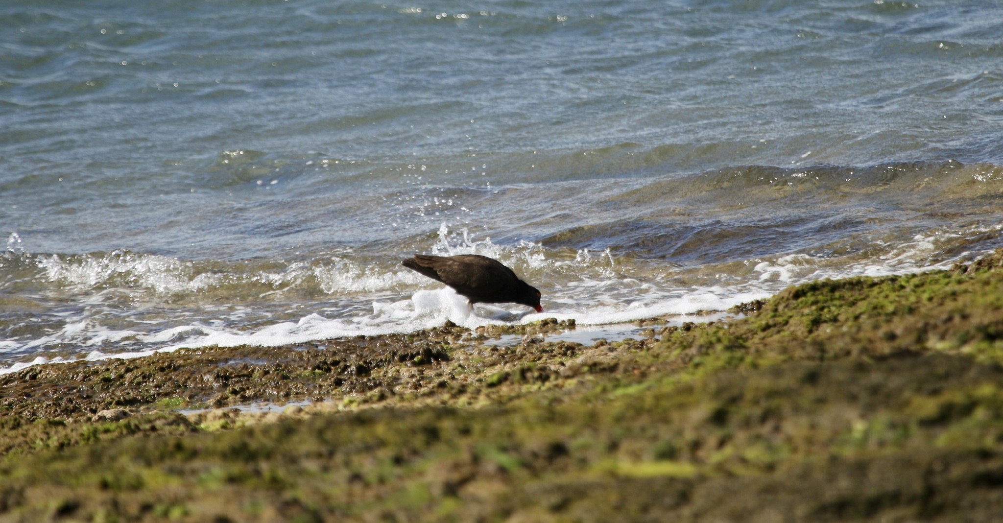 Blackish Oystercatcher (Haematopus ater), photo 8