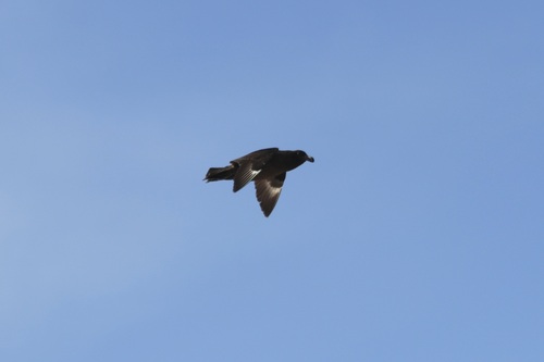 Brown Skua (Stercorarius antarcticus), photo 8