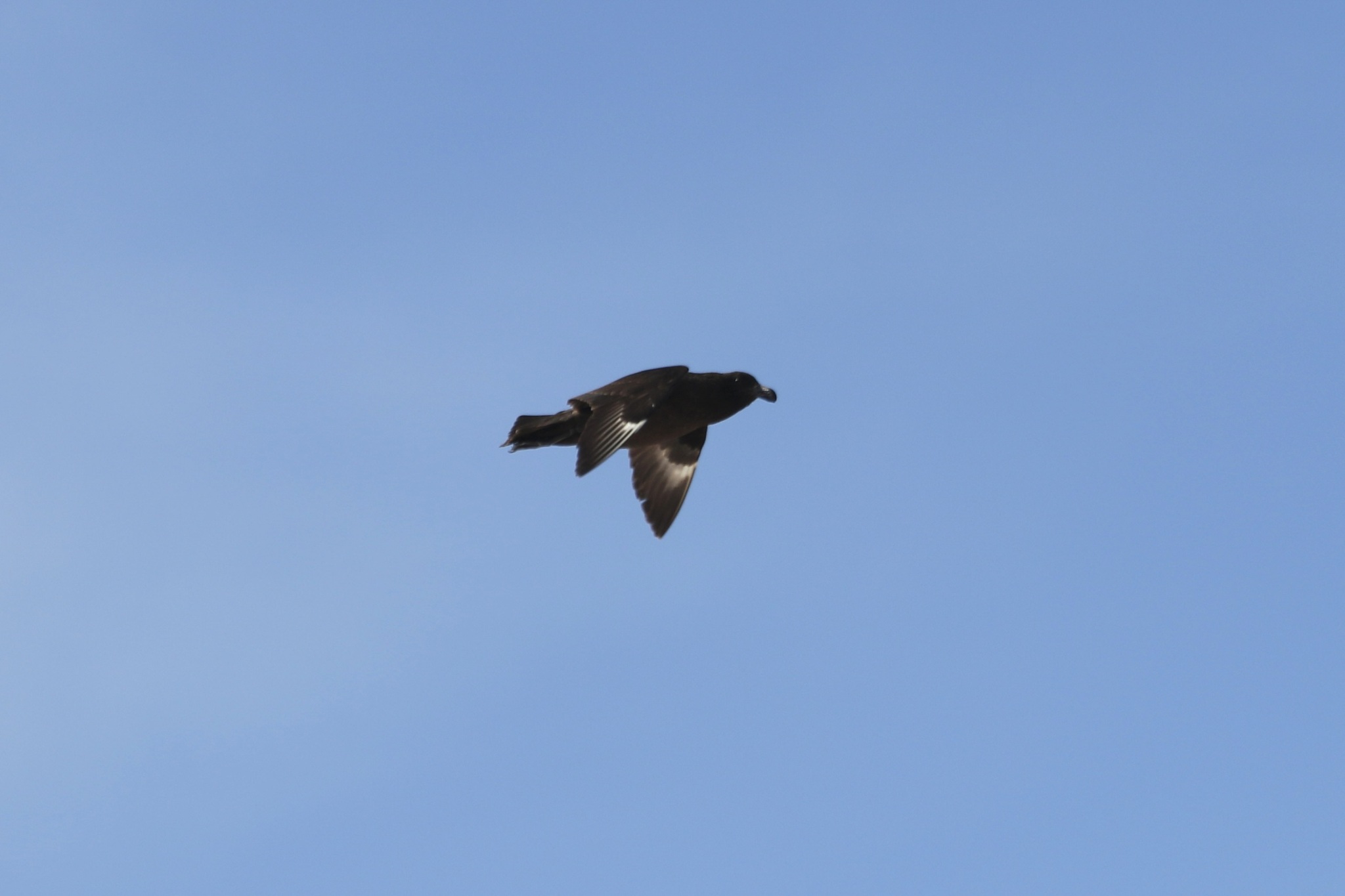 Brown Skua (Stercorarius antarcticus), photo 6