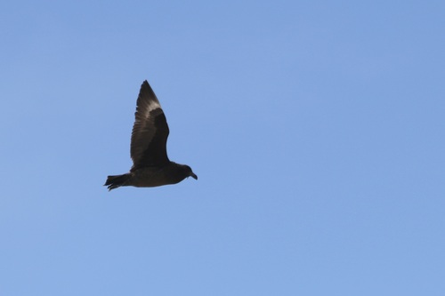 Brown Skua (Stercorarius antarcticus), photo 7