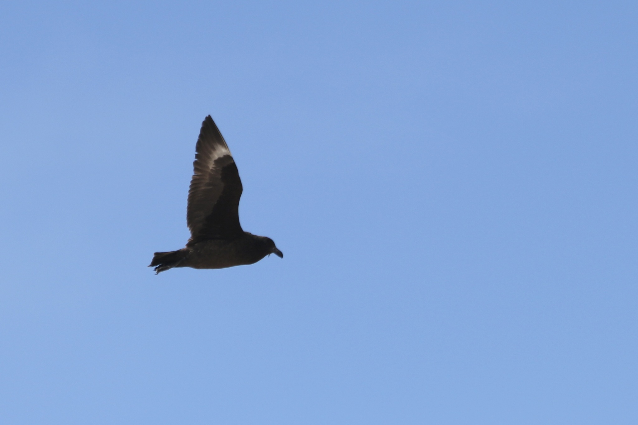 Brown Skua (Stercorarius antarcticus), photo 5