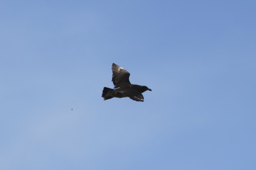 Brown Skua (Stercorarius antarcticus), photo 9