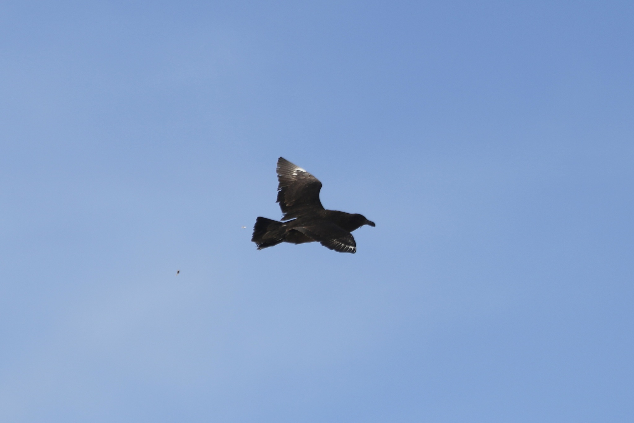 Brown Skua (Stercorarius antarcticus), photo 7