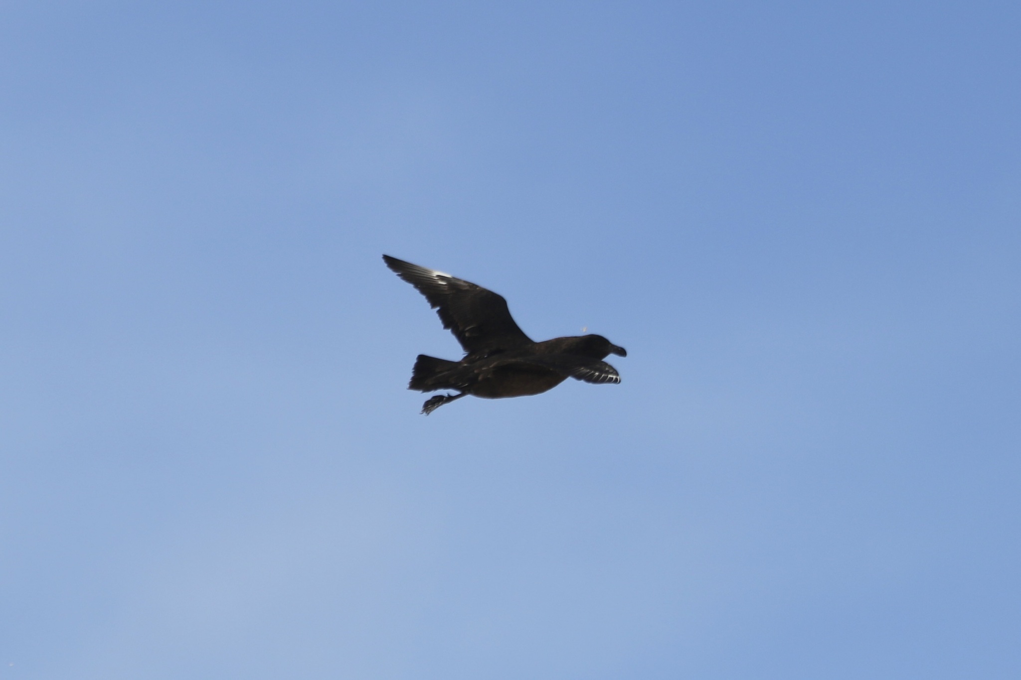 Brown Skua (Stercorarius antarcticus), photo 8