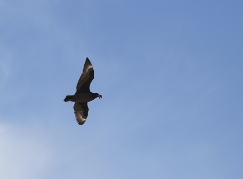 Brown Skua (Stercorarius antarcticus), photo 6