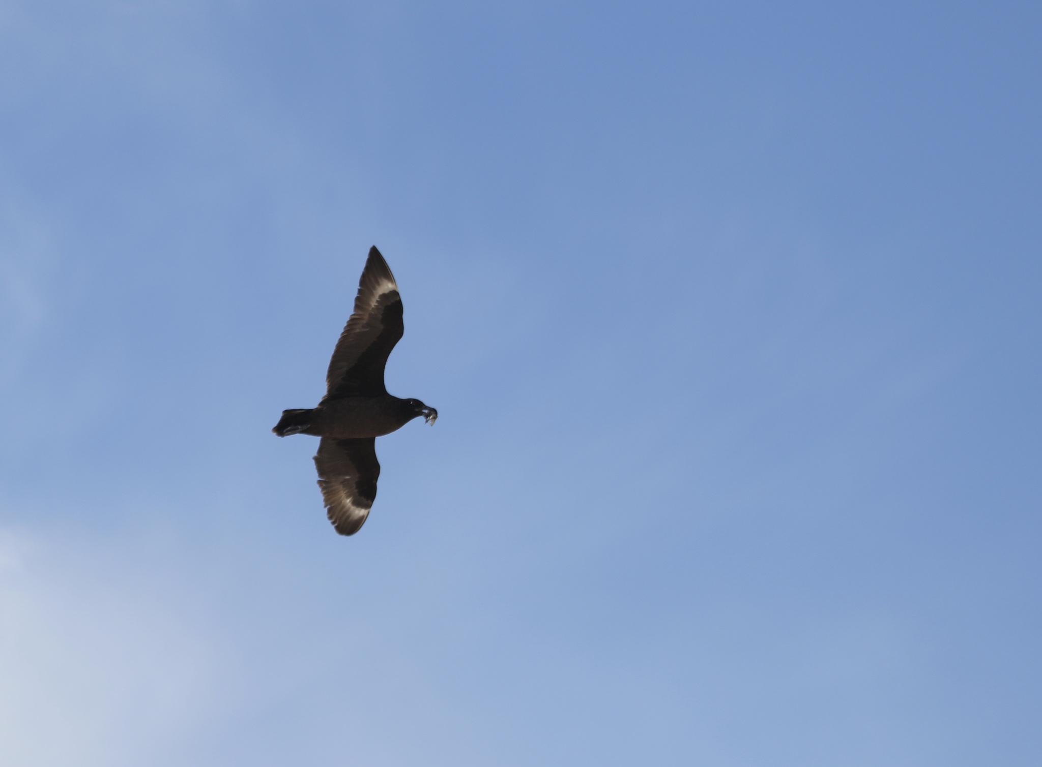 Brown Skua (Stercorarius antarcticus), photo 4