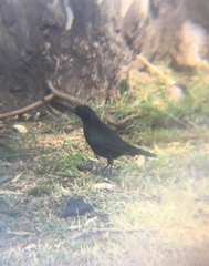 Molothrus bonariensis