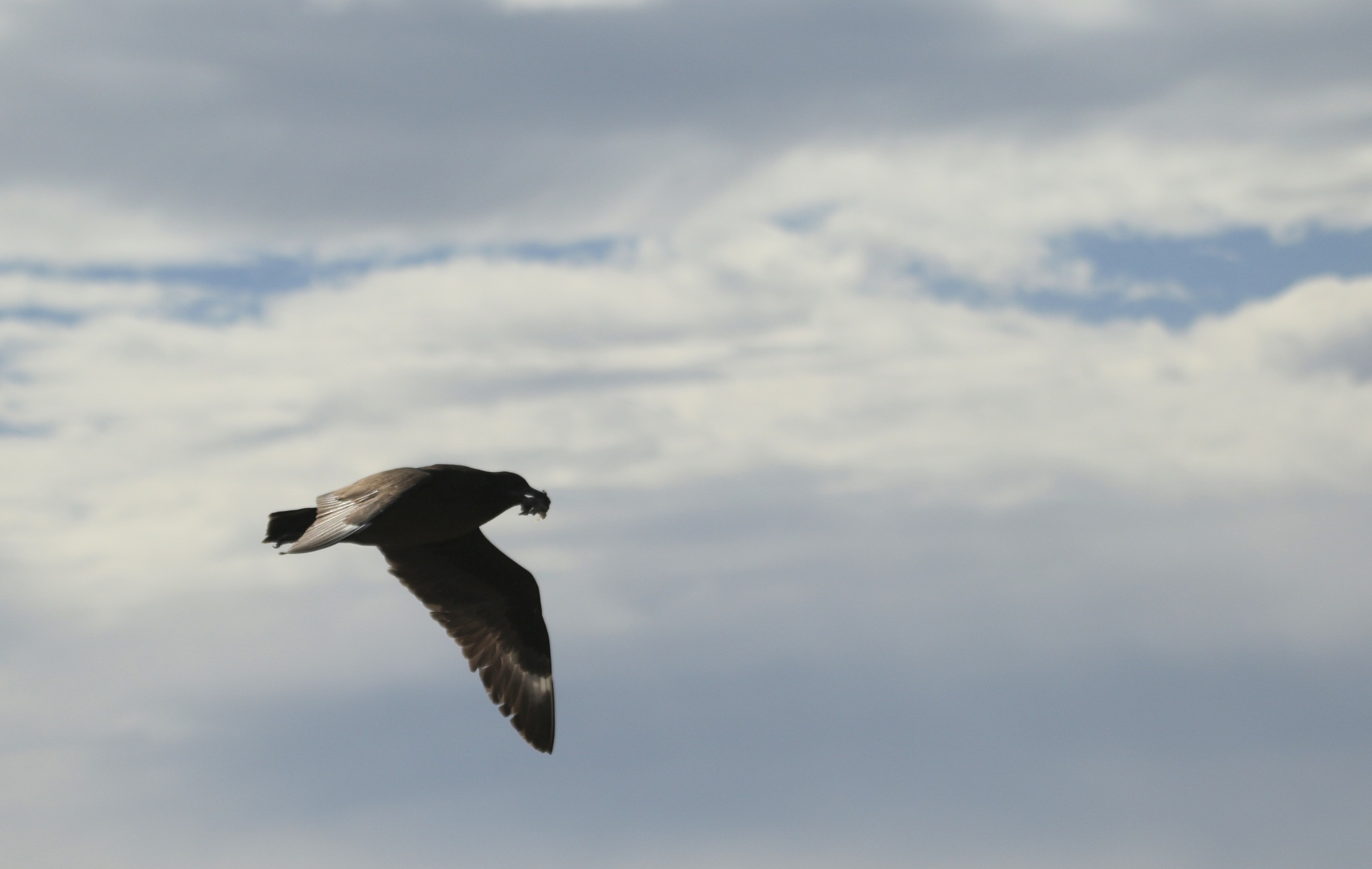 Brown Skua (Stercorarius antarcticus), photo 9