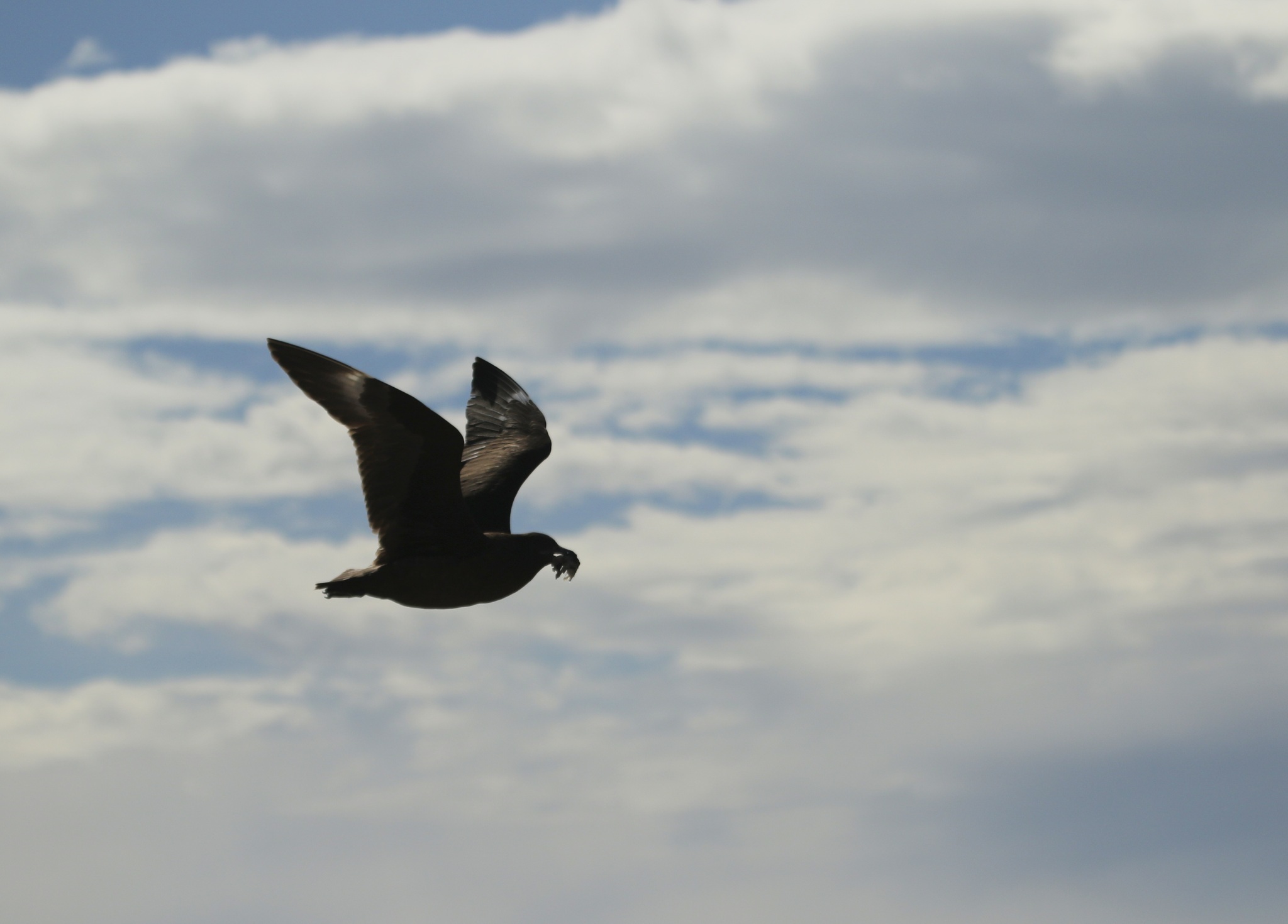 Brown Skua (Stercorarius antarcticus), photo 10