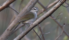 Arremonops tocuyensis