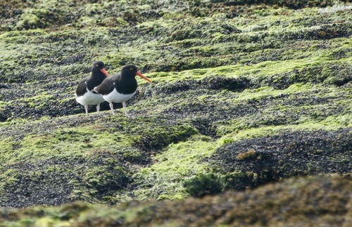 Magellanic Oystercatcher (Haematopus leucopodus), photo 5