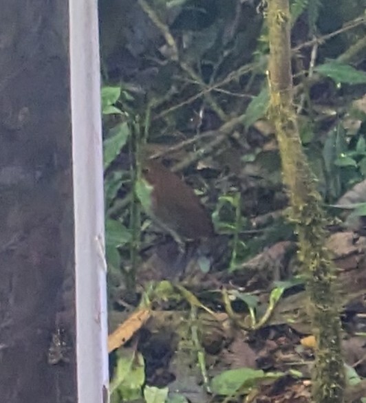 Yellow-breasted Antpitta (Grallaria flavotincta), photo 7