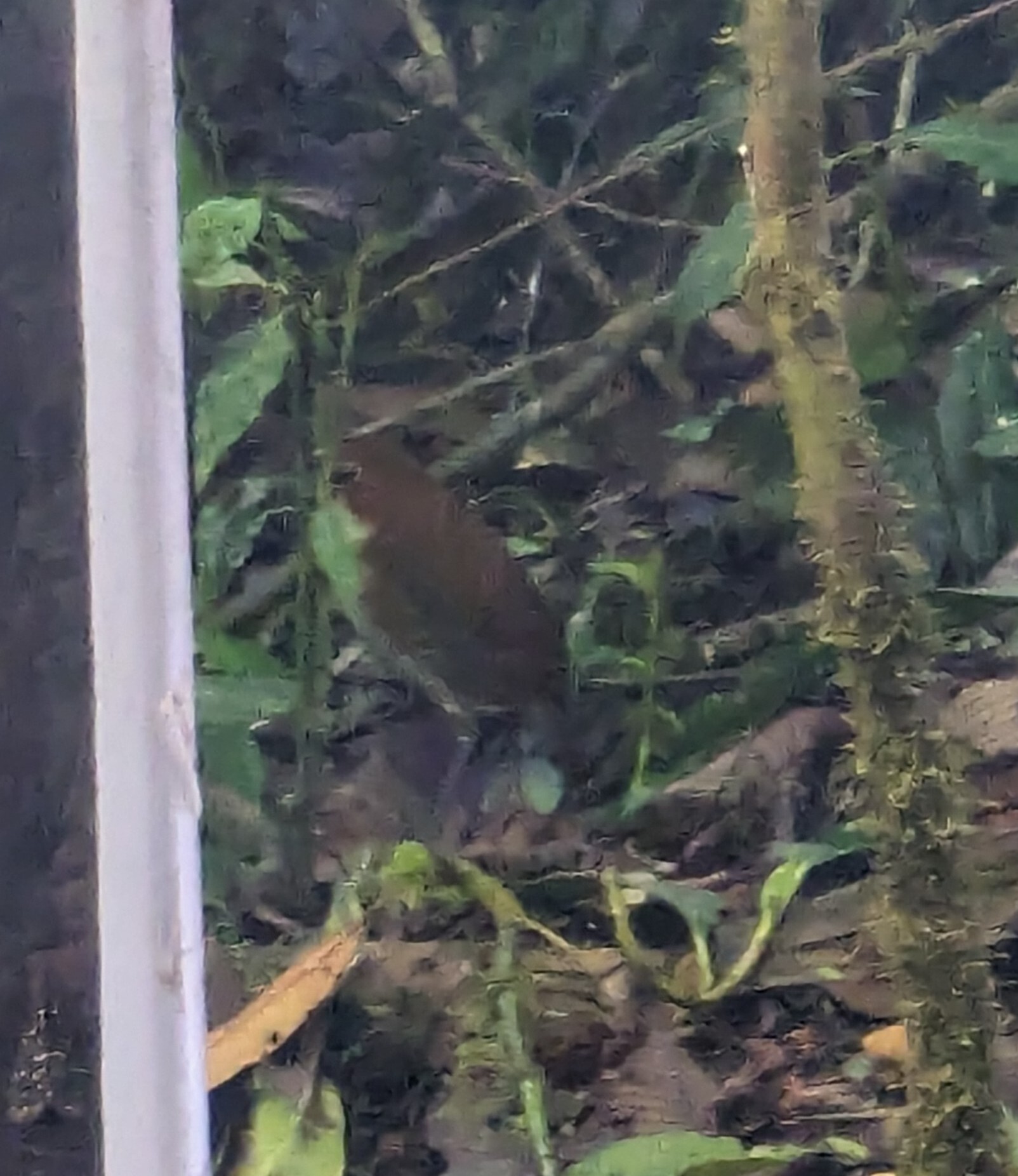 Yellow-breasted Antpitta (Grallaria flavotincta), photo 9