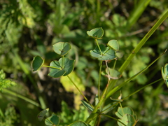 Euphorbia microcarpa