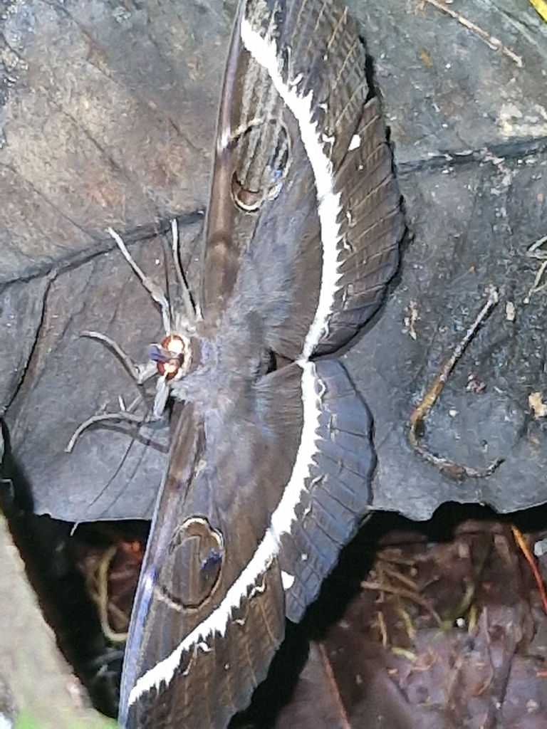 Erebus crepuscularis (Erebus crepuscularis)