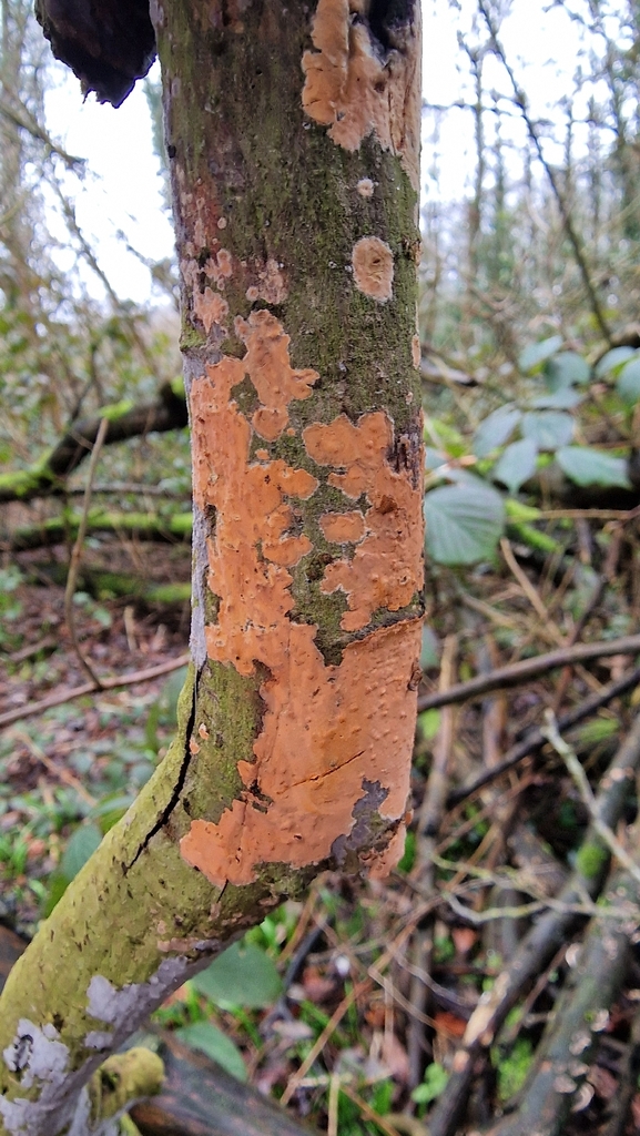 Peniophora incarnata · February 2026 · photo: © fungiary (iNaturalist, cc0)