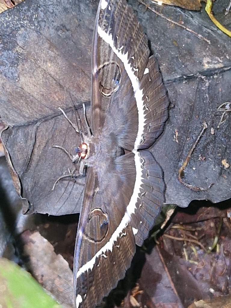 Erebus crepuscularis (Erebus crepuscularis)