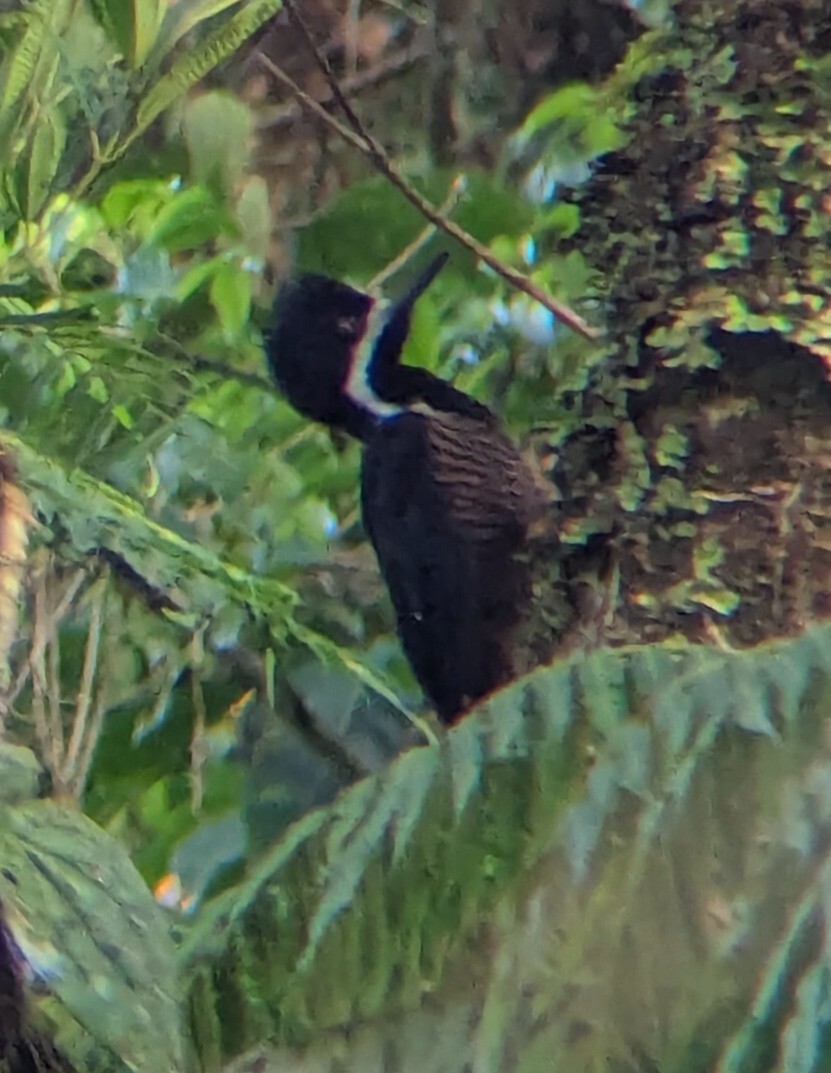 Powerful Woodpecker (Campephilus pollens), photo 9