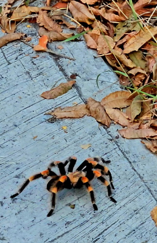 Mexican Redknee Tarantula (Brachypelma smithi)